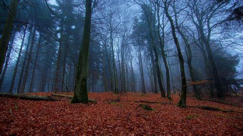 Dark Autumn Forest Wallpapers Top Free Dark Autumn Forest Backgrounds