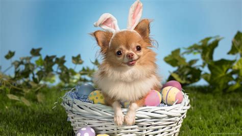 Easter Chihuahua portrait photo and wallpaper. Beautiful Easter Chihuahua portrait pictures