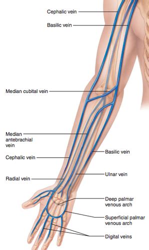 Anatomy Practical Venous Drainage Of Upper Limb Flashcards Quizlet