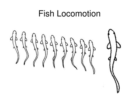 Ppt Fish Locomotion Powerpoint Presentation Free Download Id9286132