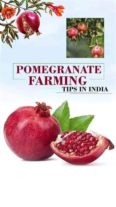 Pomegranate Farming Tips In India Pomegranate Season