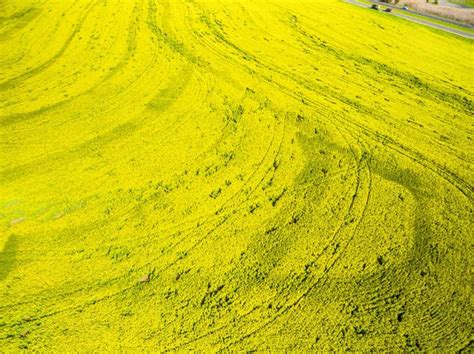 Aerial View Of A Canola Field In The Ruhr Region Of Germany Fotos De