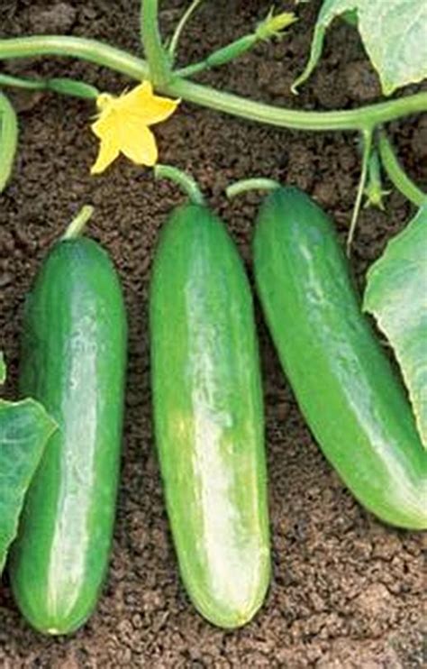 Cucumber Bush Pickle Vegetable Seeds