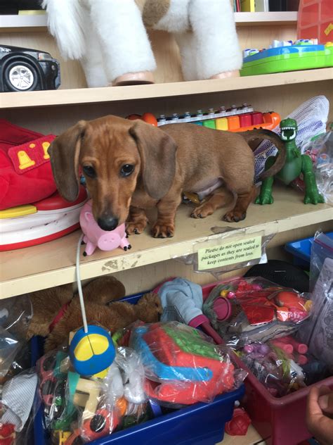 Partial Set Of Toy Story Figurines At Thrift Shop Rdachshund