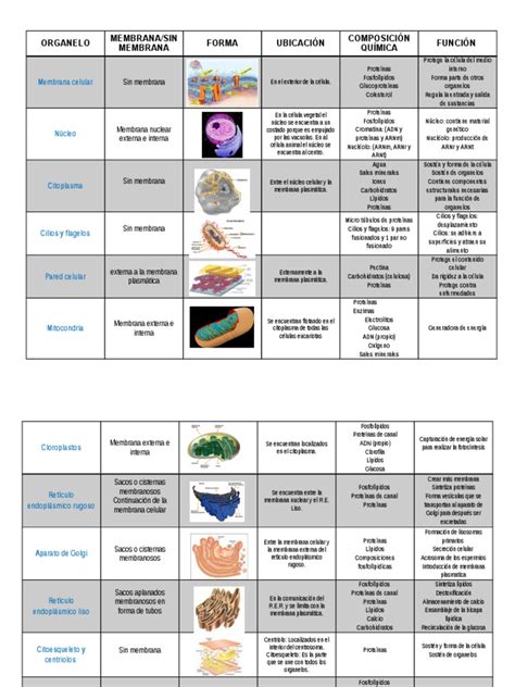 Tabla Organelos Biologia Citoplasma Célula Biología