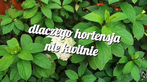 Dlaczego Hortensja Nie Kwitnie YouTube