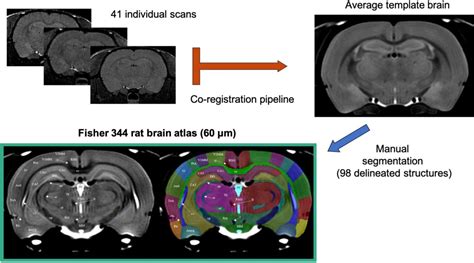 Antología Onza Cinemática rat anatomy atlas Sistemáticamente Estrecho de Bering filósofo