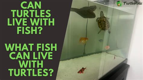 Can Turtles Live With Fish What Fish Can Live With Turtles Turtleholic