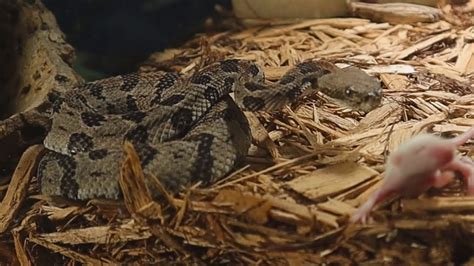 Venomous Encounters With Baby Timber Rattlesnakes YouTube