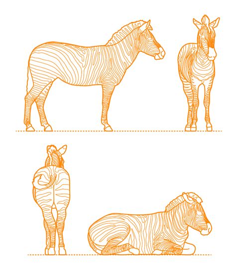 Plains Zebra Equus Quagga Dimensions Drawings Dimensions