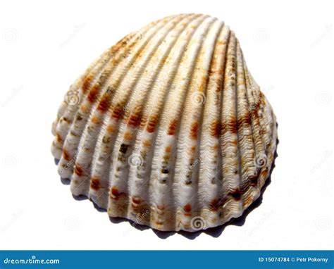 Seashell Stock Photo Image Of Contrastive Object Interesting 15074784