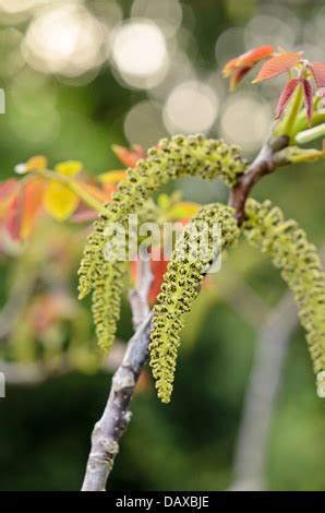 Walnut Juglans Juglans Regia Bach Flower Remedy Beauty In Nature