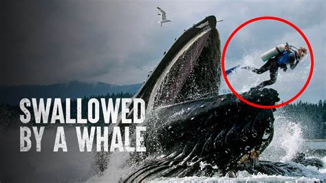 Man Eaten By Whale