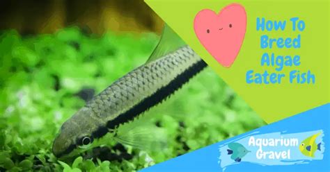 How To Breed And Care For Siamese Algae Eater Fish - AG