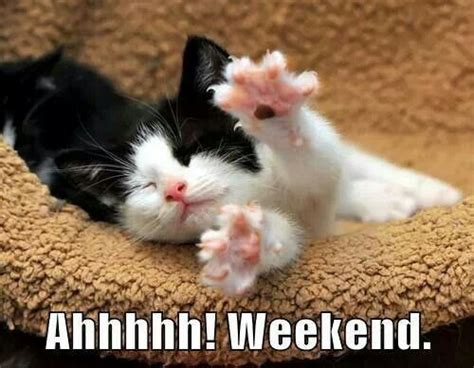 Weekend Quotes Cute Weekend Kitten Days Of The Week Funny Sayings