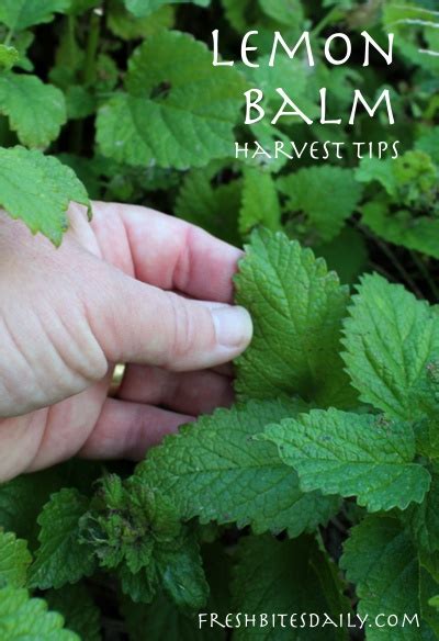 Harvesting lemon balm (one of my favorite herbs for anxiety) – Fresh ...