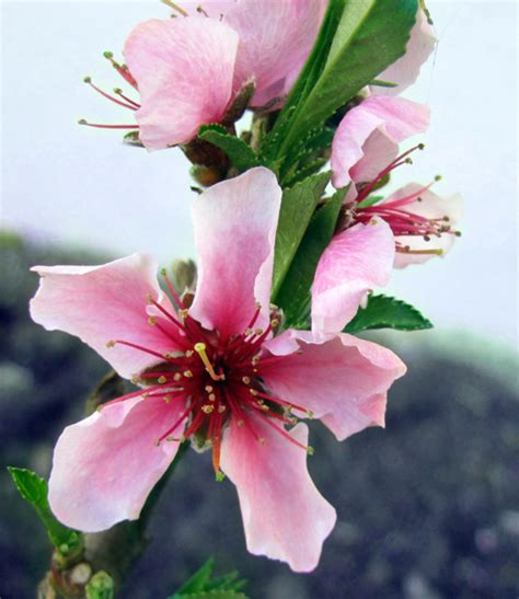 Facts About The Nectarine Tree Hubpages