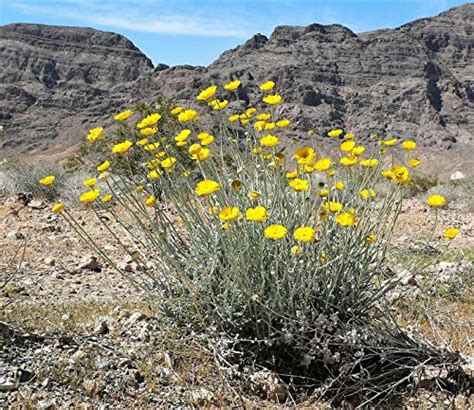 How To Grow And Care For Desert Marigolds Gardeners Path