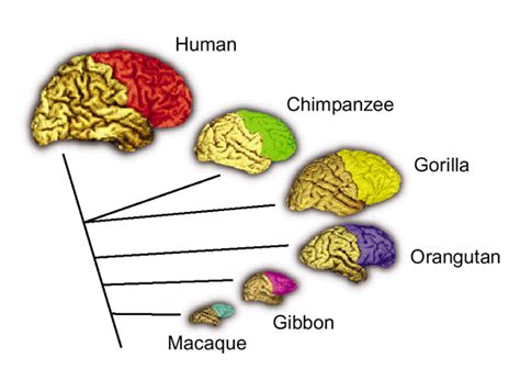 Al Fin: Bigger and Smarter Brains: What Makes the Difference?