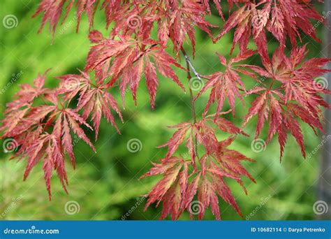 Acer Japonicum Stock Photography | CartoonDealer.com #10682114