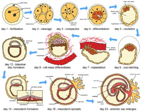 Cleavage in Biology | Definition & Types - Video & Lesson Transcript ...