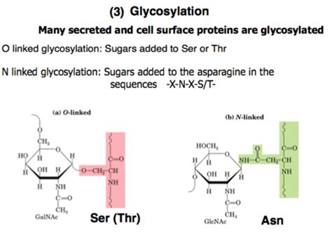 Glycobiology Part 3 N Glycosylation Flashcards Quizlet