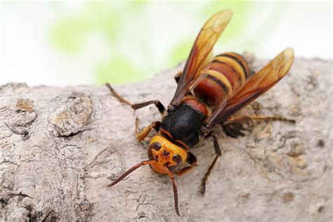 Asian Giant Hornet High Definition Wallpaper 55393 Baltana