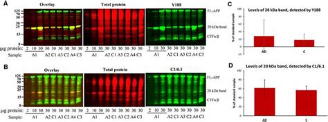 Frontiers Non Specific Detection Of A Major Western Blotting Band In