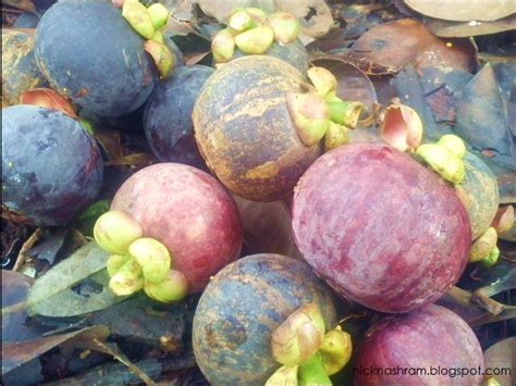 Jom Rasa Musim Buah Di Kelantan