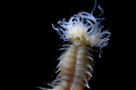 Three Newly Discovered Sea Worms That Glow In The Dark Named After