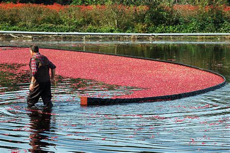 Cranberry Farmer Stock Photos Pictures And Royalty Free Images Istock