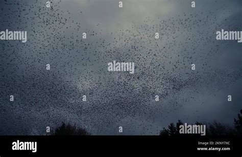 Starling patterns Stock Videos & Footage - HD and 4K Video Clips - Alamy