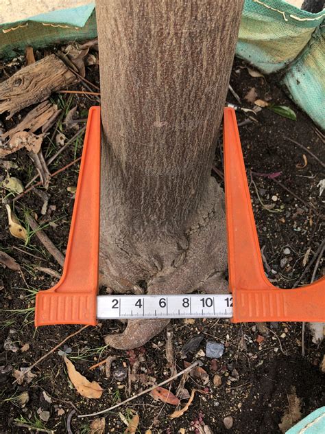 Trichillia Emetica Natal Mahogany Wholesale Trees For Sale Near