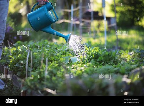 Man Farmer Watering A Vegetable Garden In The Evening At Sunset Stock