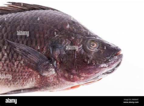 Pesce Tilapia Nero Immagini E Fotografie Stock Ad Alta Risoluzione Alamy