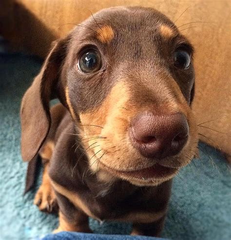 Cute Dachshund Puppies 💖 If You Love Dachshunds Visit Our Blog To