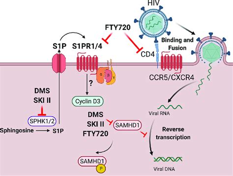 Summary Of Current Model Of The Effect Of Inhibition Of S Pr And Sphk