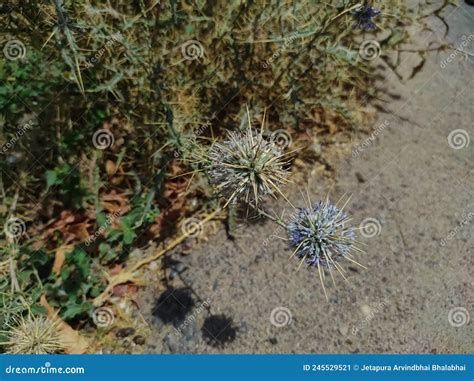 Closeup Shot Of Indian Globe Thistle Flowers Plant Stock Image Image