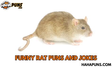 180 Funny Rat Puns And Jokes Rat Tastic Humor