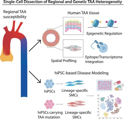 Dissecting The Heterogeneity Of Human Thoracic Aortic Aneurysms Using