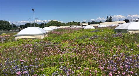 Walmart Ecoroof Portland Oregon Green Roof Ecoroof Rooftop And