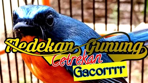 Tledekan Gunung Gacor Cetrekan Istimewa Full Ngerol