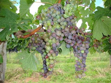 Cachos de Merlot no inicio da maturação em vinhedos da Campanha Gaúcha