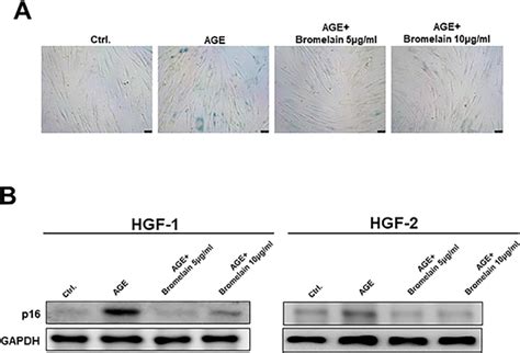 Effects Of Bromelain On The Cell Senescence Activity In The