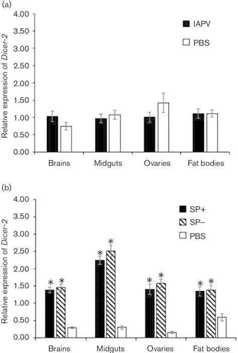 Tissue Specific Relative Expression Of Dicer In B Terrestris Workers