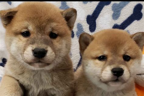 Icewind Goldens - Shiba Inu Puppies For Sale - Born on 09/26/2020