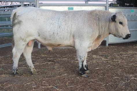 Lot 15 1 Stud Bull Auctionsplus