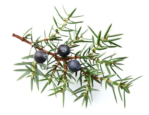 Juniper Tree Wallpapers - Top Free Juniper Tree Backgrounds