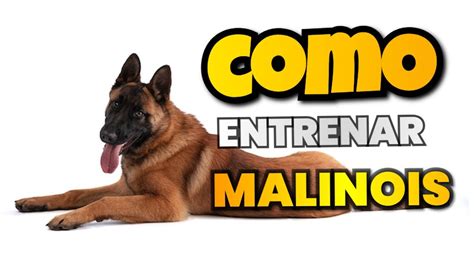 Como Entrenar A Un Pastor Malinois YouTube