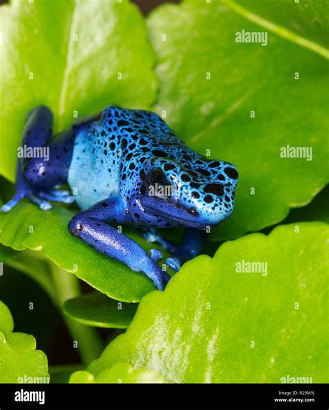 Blue Poison Dart Frog Dendrobates Tinctorius Stock Photo Alamy